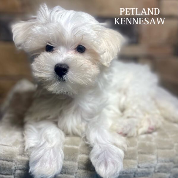Maltese – 29858