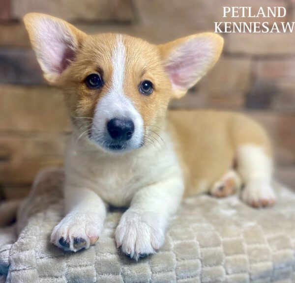 Pembroke Welsh Corgi – 29803