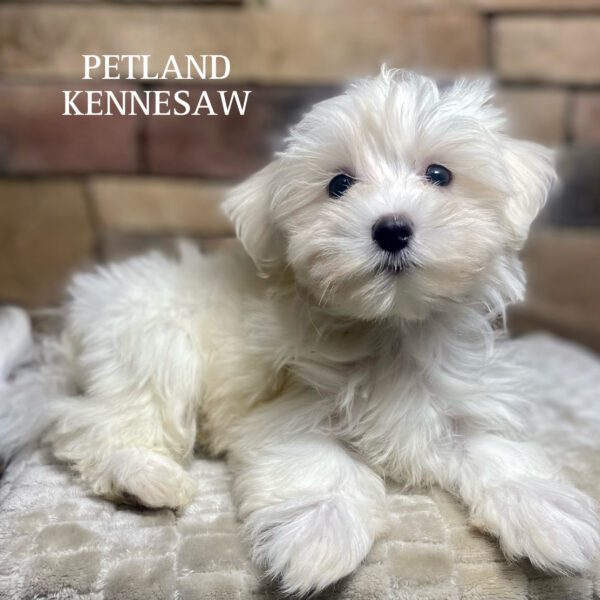 Maltese – 29831