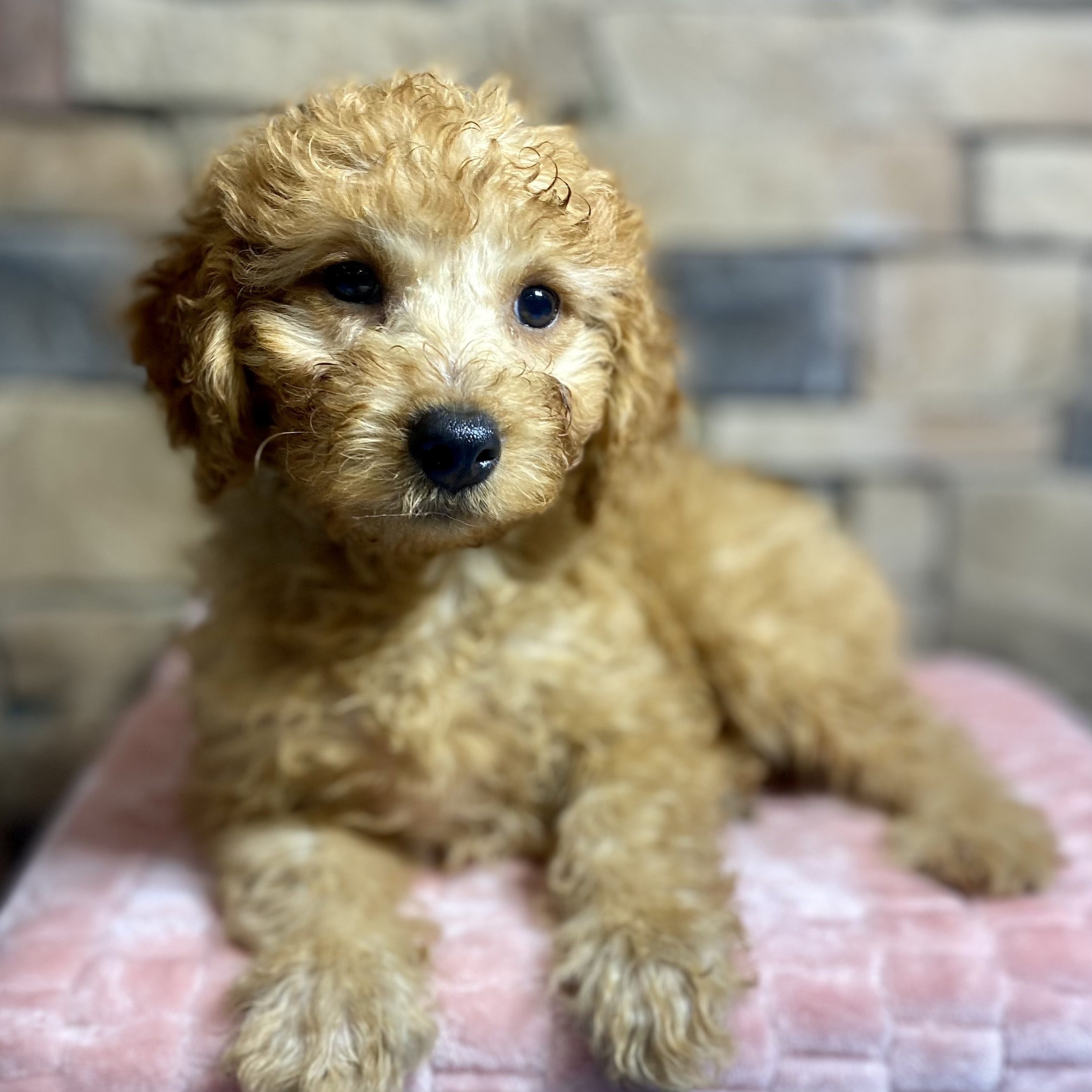 Miniature Goldendoodle 2nd Gen - 29825 Image #3