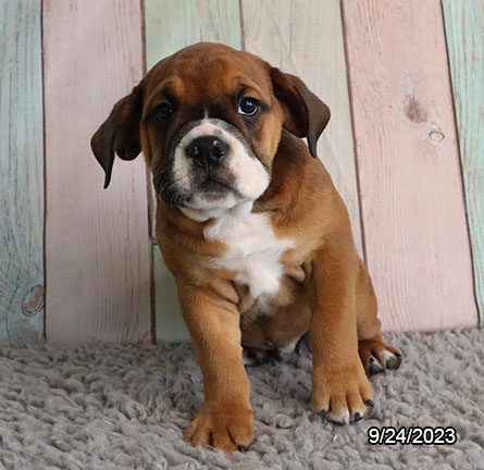 Beabull – 29883