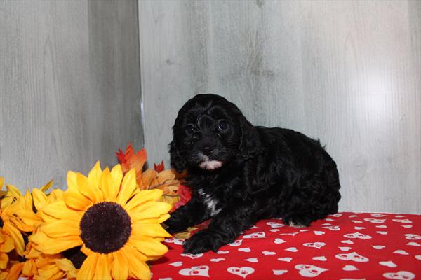 Cavapoo F1 – 29878