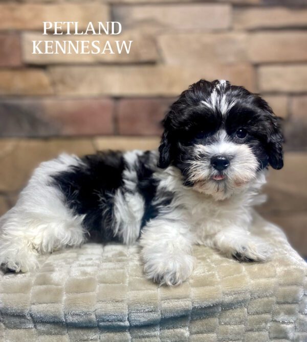 Coton De Tulear Puppies Breed Info Petland Kennesaw,
