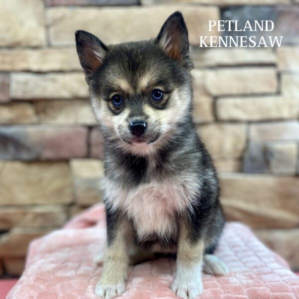 Pomsky – 29976