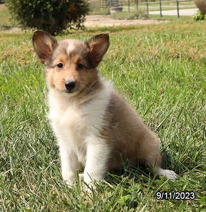 Shetland Sheepdog – 29881