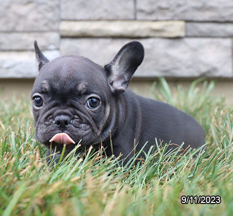 French Bulldog – 29884
