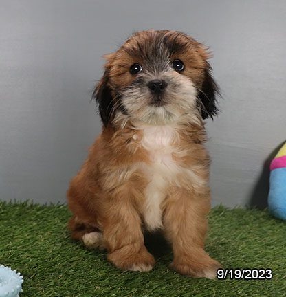 LhasaPoo – 29887