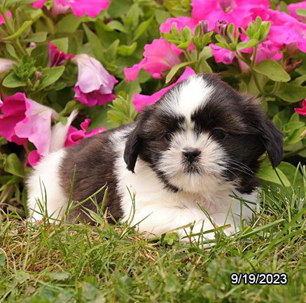 Shih Tzu – 29888