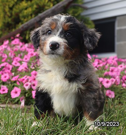 Bernedoodle - 29975 Image #2