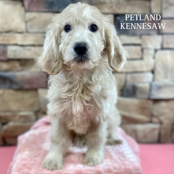 Goldendoodle – 29963