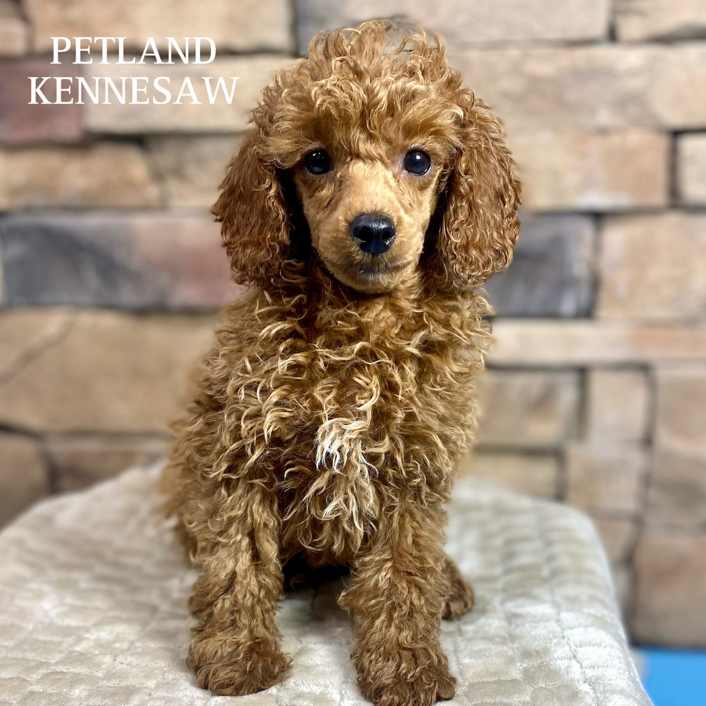 Miniature Poodle - 29928 Image #2