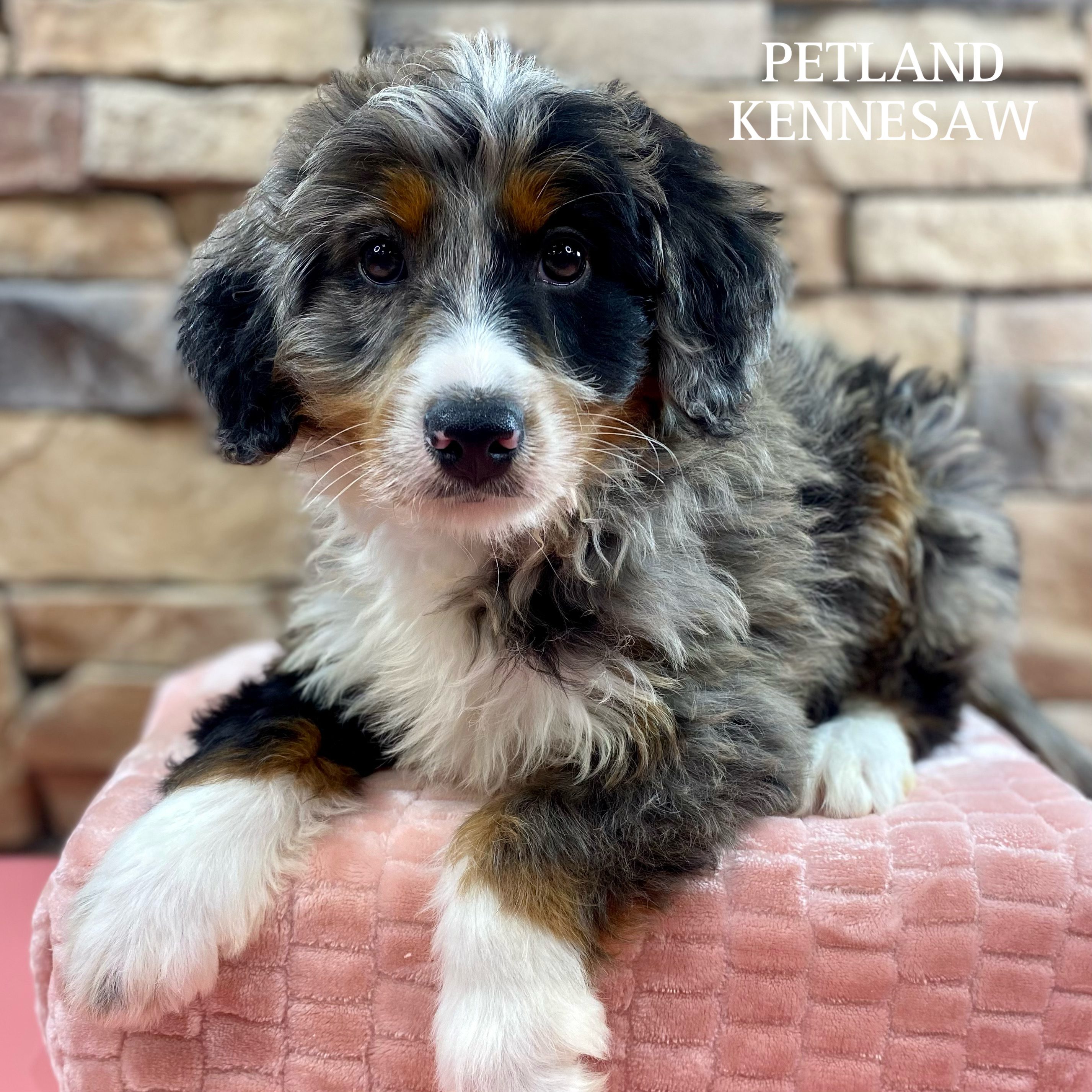 Bernedoodle - 29975 Image #1