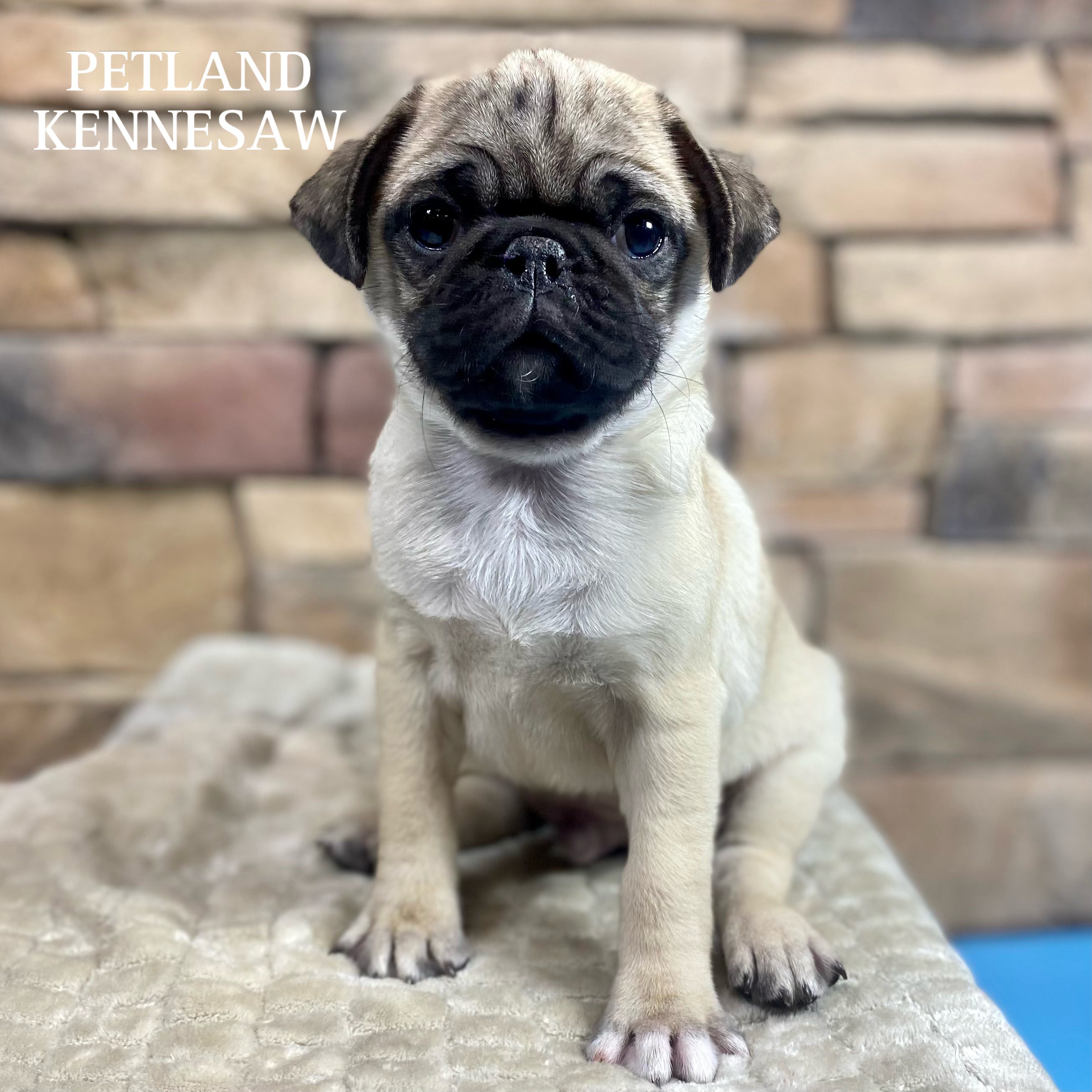 Pug - 29926 Image #1