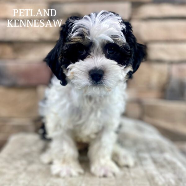 Cavapoo – 29943