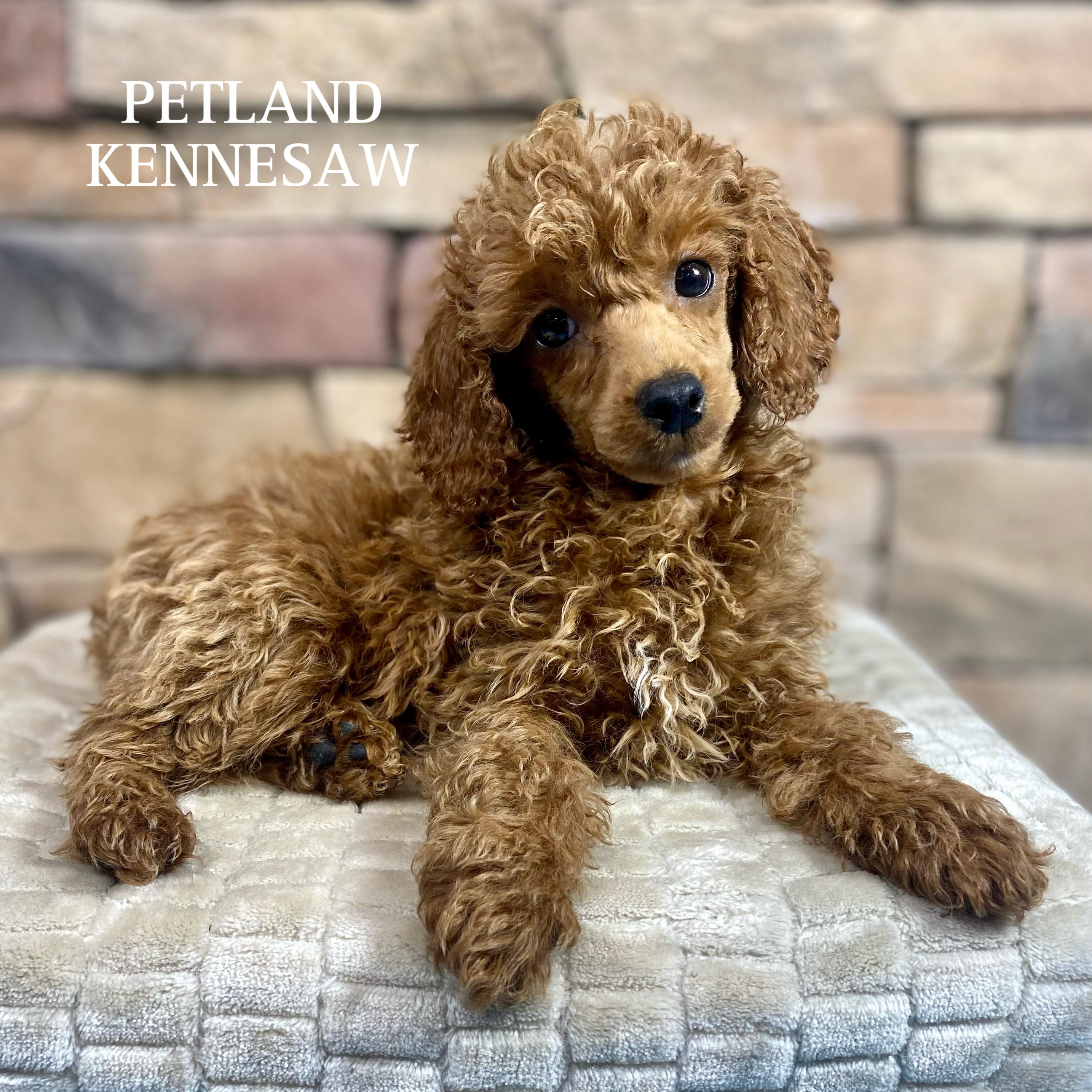 Miniature Poodle - 29928 Image #1