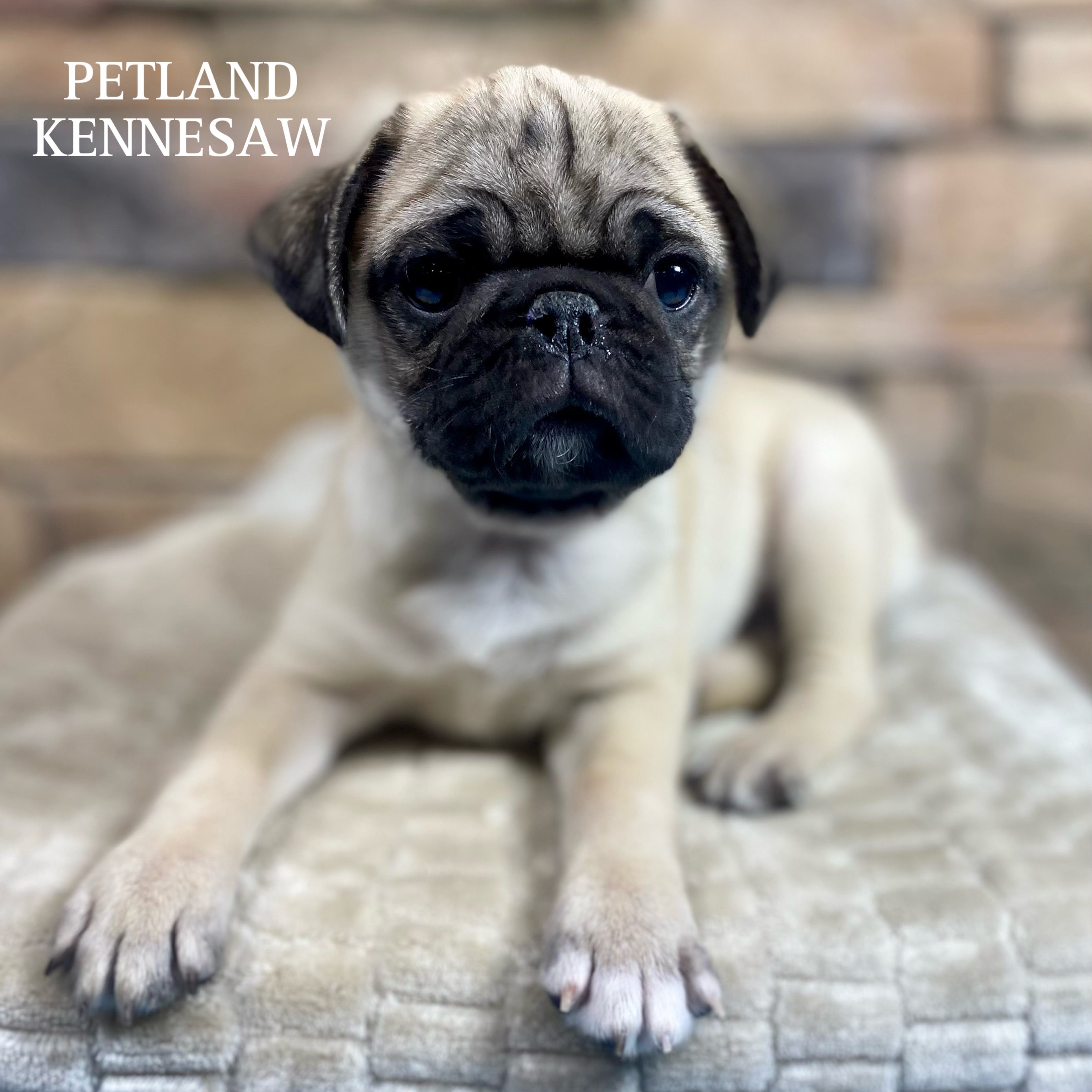 Pug - 29926 Image #2
