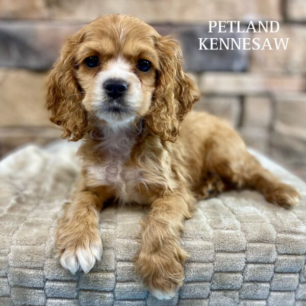 Cocker Spaniel – 29968