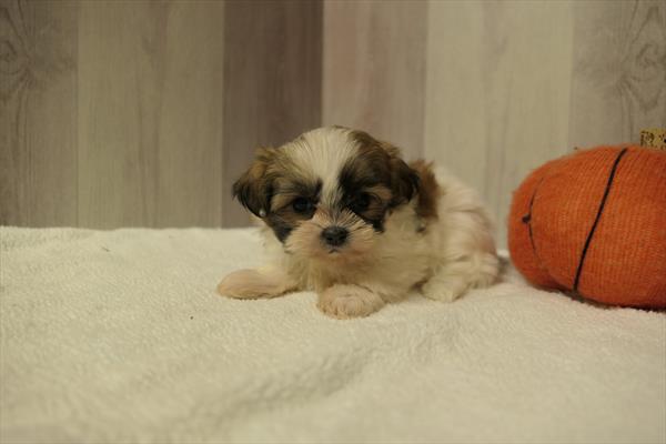 Shih Tzu – 30034