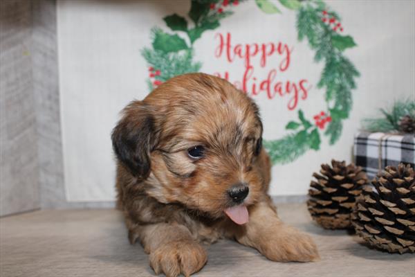 Yorkiepoo – 30039