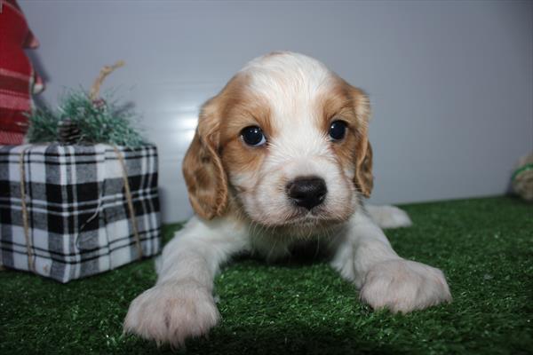 Cavachon – 30036