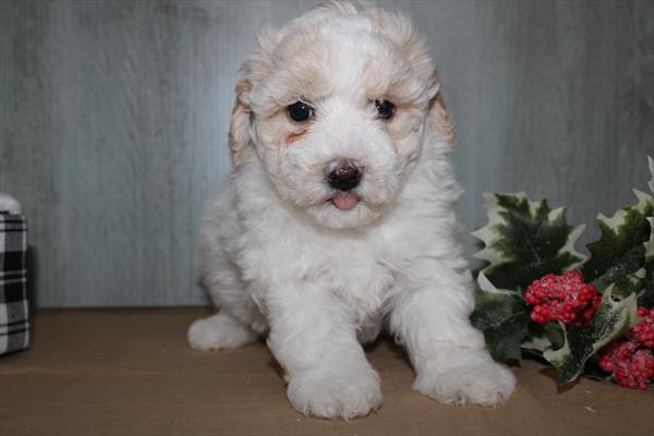 Bichonpoo – 30037