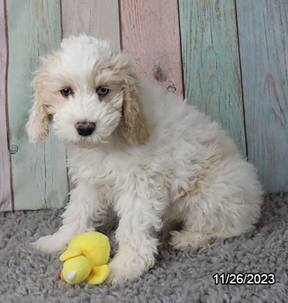 Cockapoo – 30048