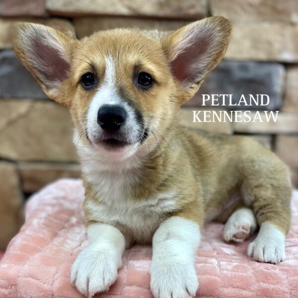 Pembroke Welsh Corgi – 29987