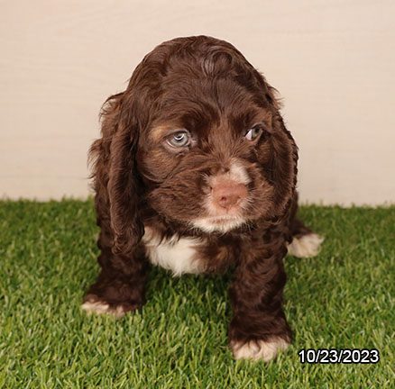 Cocker Spaniel – 30046
