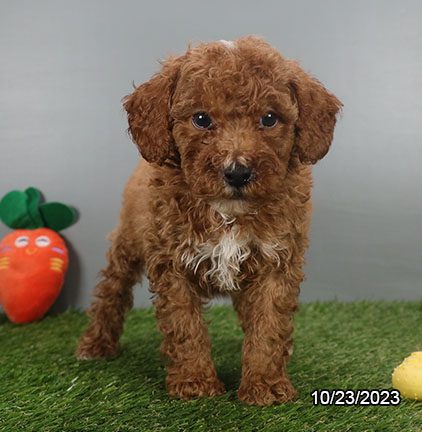 Miniature Poodle - 30016 Image #3