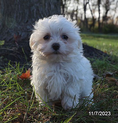 Maltese – 30051
