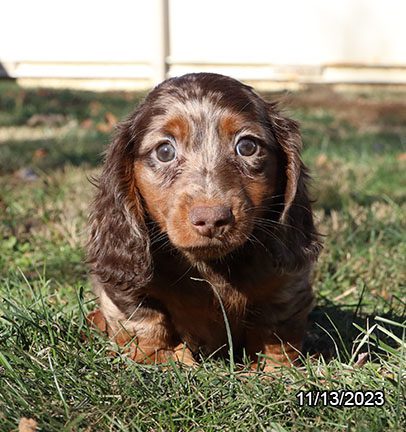 Dachshund – 30055