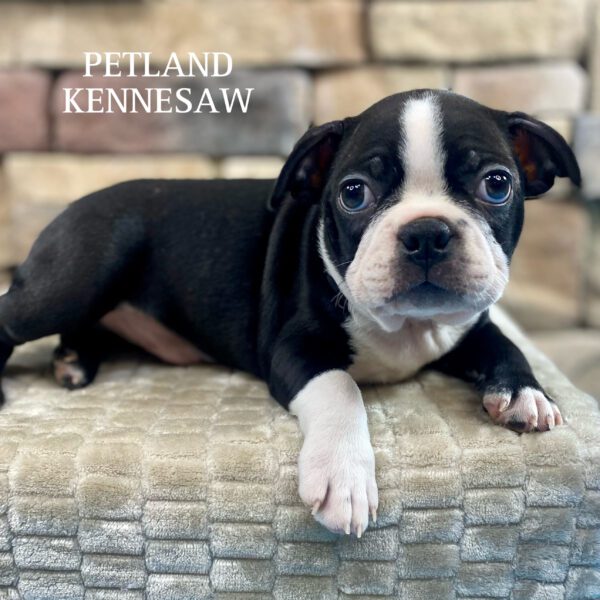 Boston Terrier – 29978