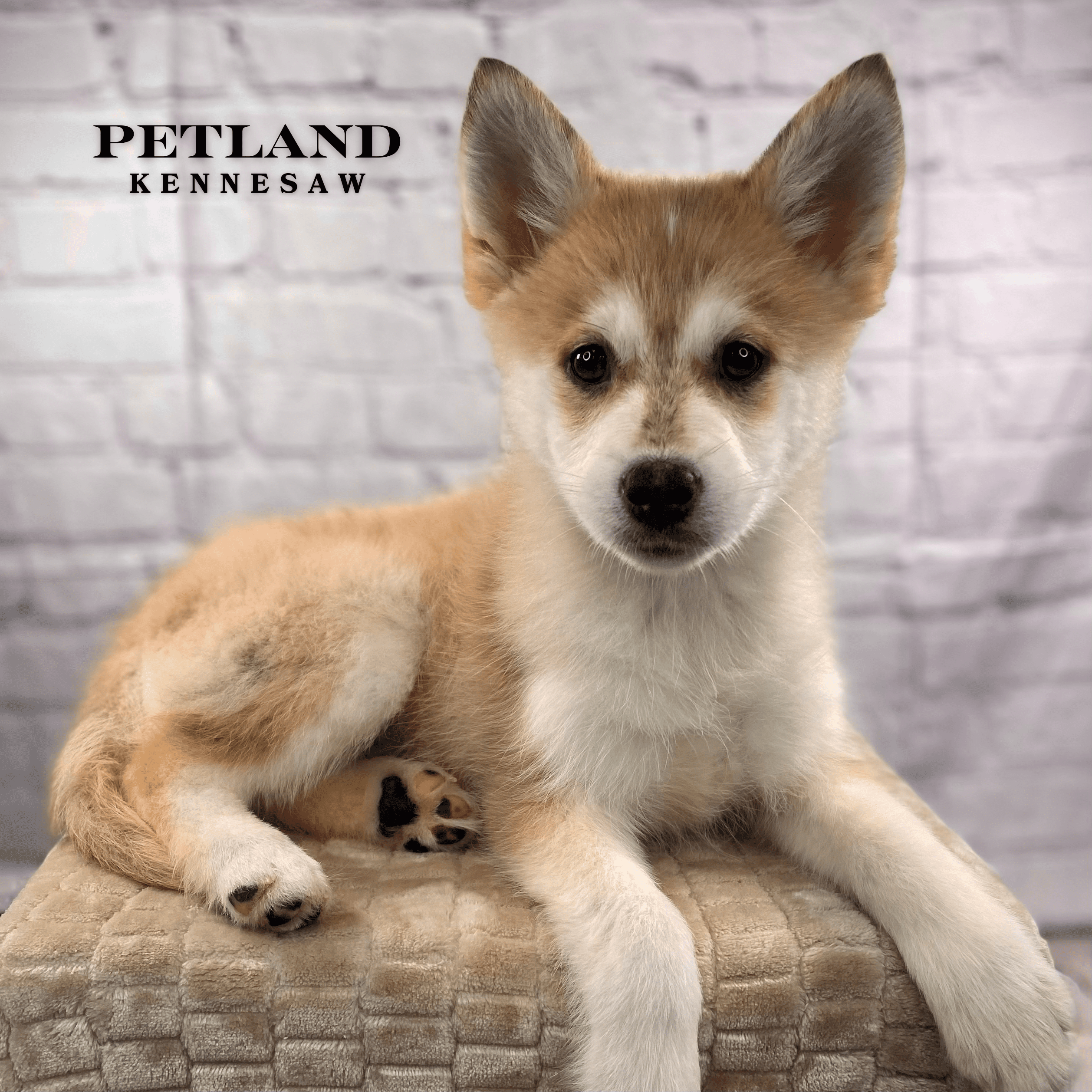 Pomsky - 30021 Image #1
