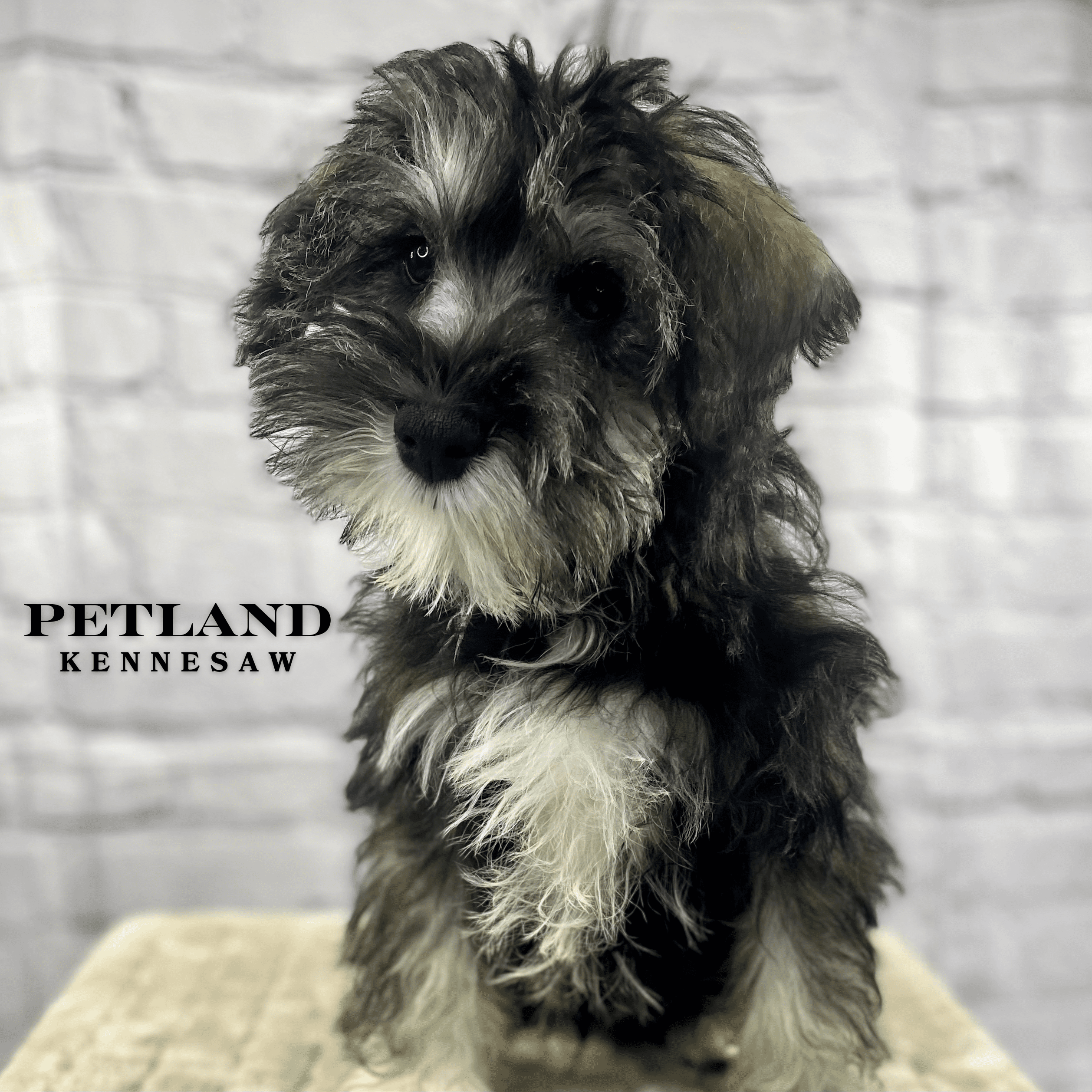 Miniature Schnauzer - 30024 Image #2