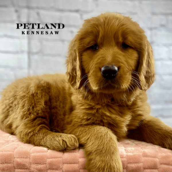 Golden Retriever – 30031