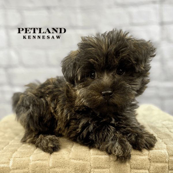 Yorkiepoo – 30033