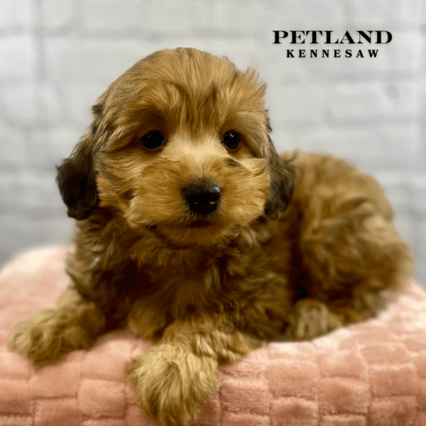 Yorkiepoo – 30039