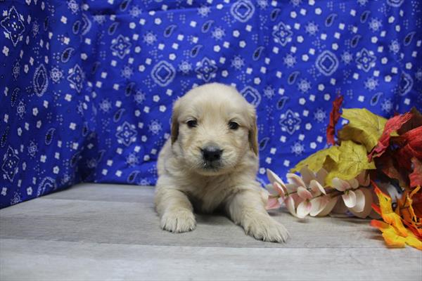 Golden Retriever – 30096