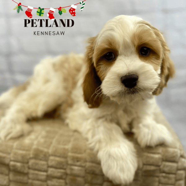 Dogs & Puppies for Sale Near Atlanta Petland Kennesaw,