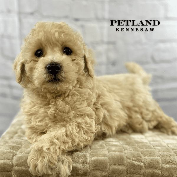 Bichonpoo – 30089