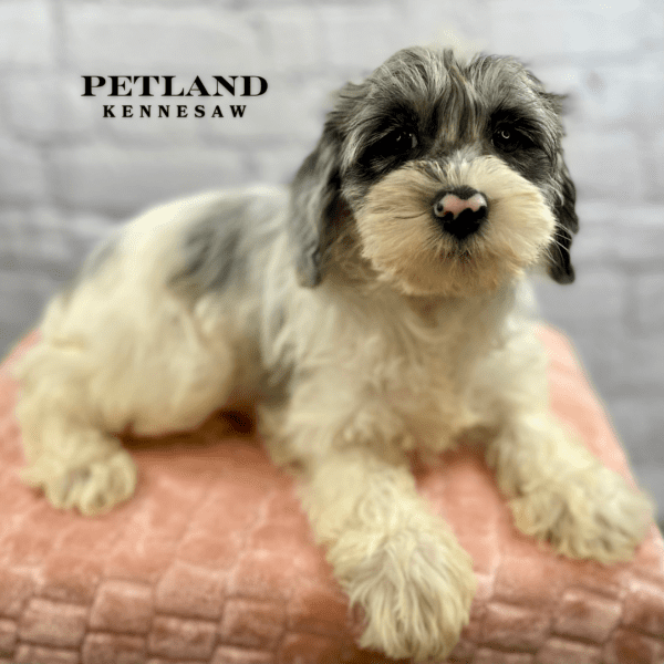 Schnoodle – 30093