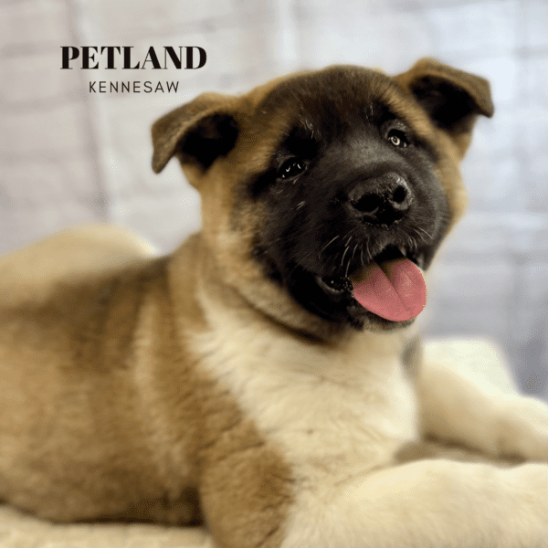 Dogs & Puppies for Sale Near Atlanta Petland Kennesaw,