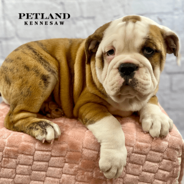 Beabull 7/8 – 30095