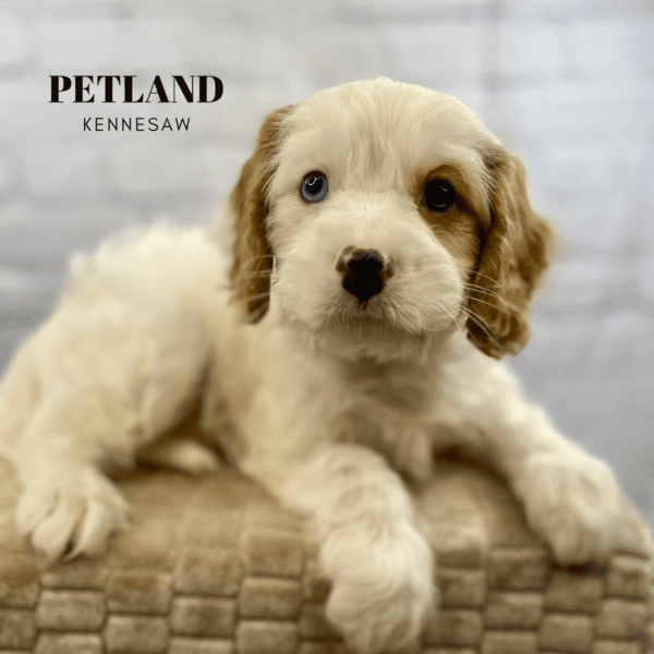Dogs & Puppies for Sale Near Atlanta Petland Kennesaw,