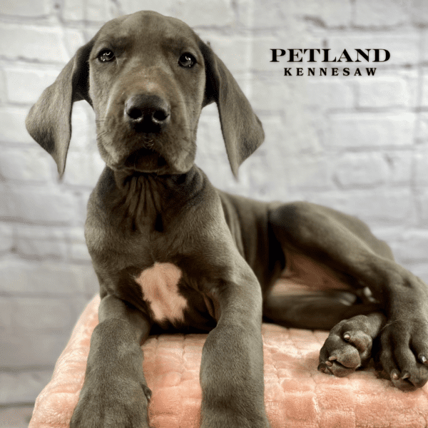 Great Dane – 30067