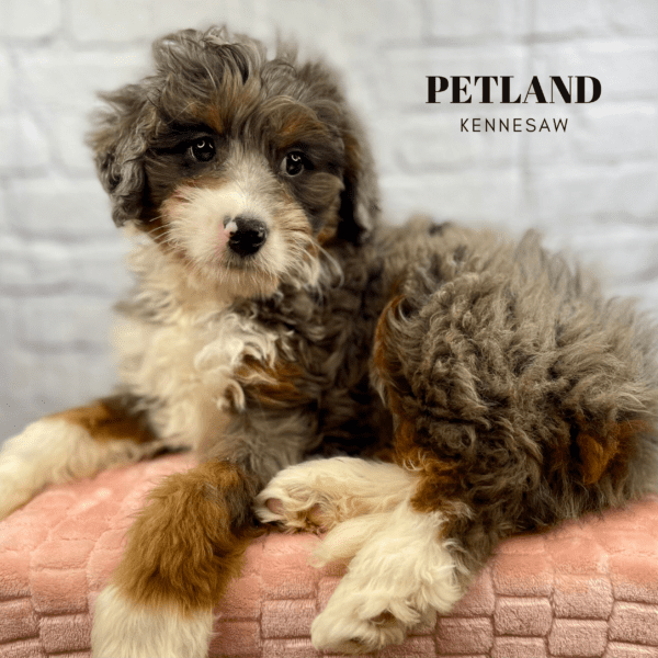 Dogs & Puppies for Sale Near Atlanta Petland Kennesaw,
