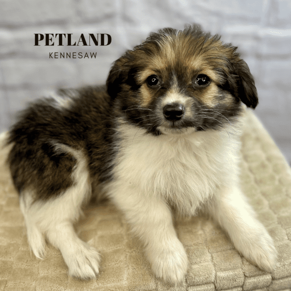 Dogs & Puppies for Sale Near Atlanta Petland Kennesaw,