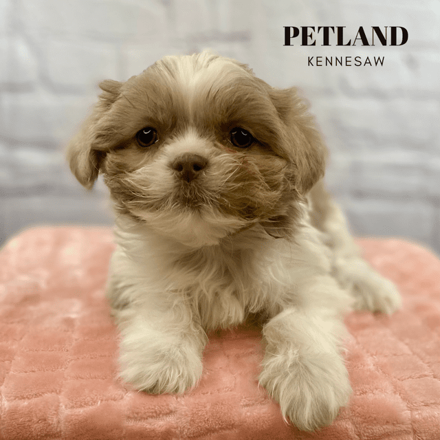 Dogs & Puppies for Sale Near Atlanta Petland Kennesaw,