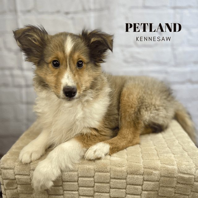 Dogs & Puppies for Sale Near Atlanta Petland Kennesaw,