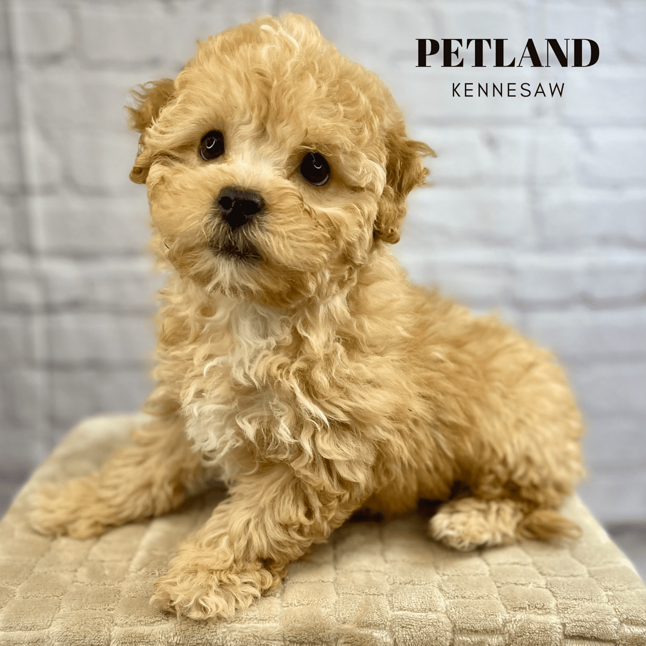 Dogs & Puppies for Sale Near Atlanta Petland Kennesaw,